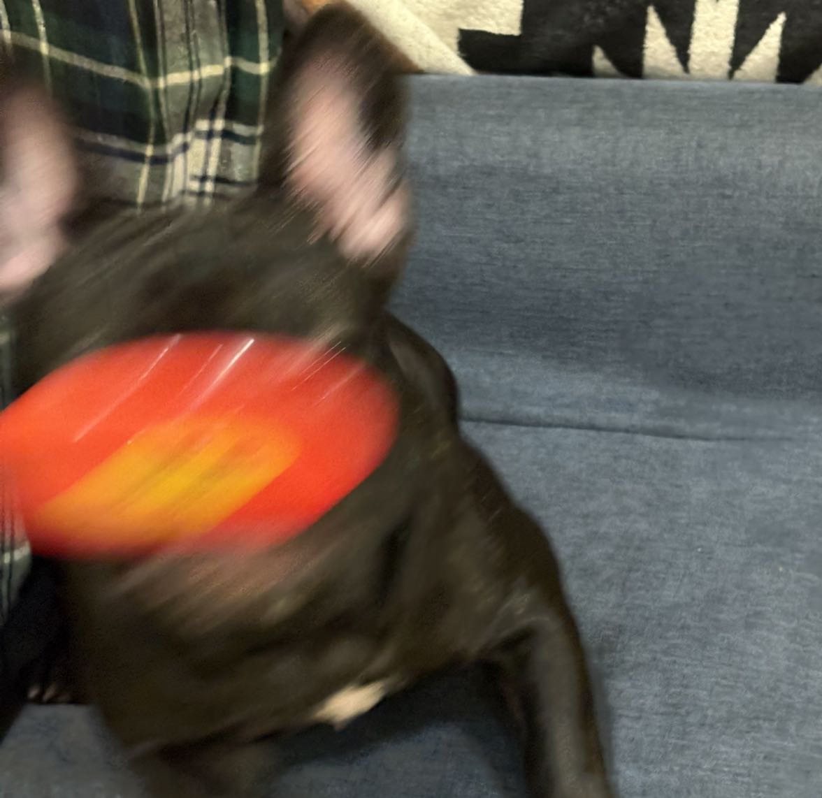 ココ